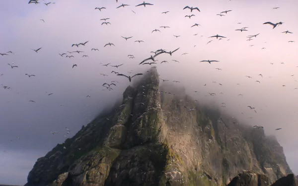 A high-definition wallpaper of a rugged Scottish cliff shrouded in mist, with a flock of seagulls soaring above and around the island.