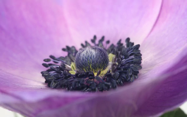 Macro HD PC desktop wallpaper of a purple anemone: close-up of petals framing the detailed dark stamen and central bud.