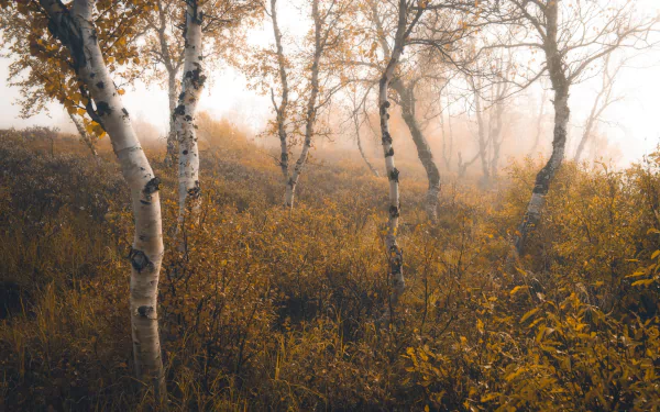nature fall birch HD Desktop Wallpaper | Background Image