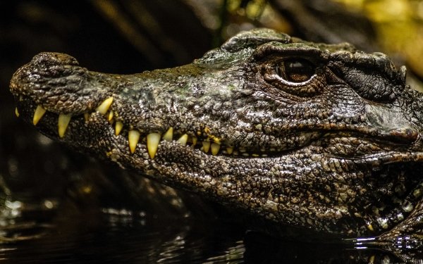 Animal Crocodile Reptiles Muzzle HD Wallpaper | Background Image