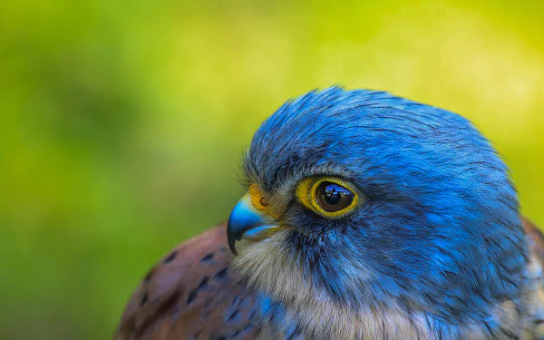 bird Animal American Kestrel HD Desktop Wallpaper | Background Image