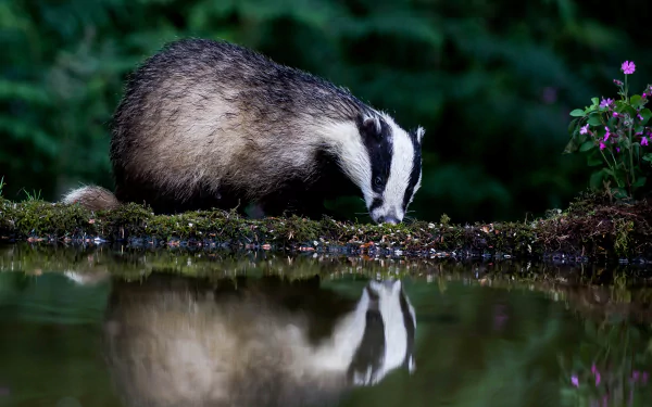 A badger drinks water by the edge of a pond, its reflection visible in the calm surface, captured in stunning 4K Ultra HD detail.