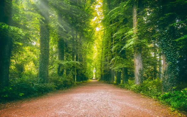 4K Ultra HD PC desktop wallpaper: tree-lined forest road with ivy-clad trunks, lush greenery and sunlit canopy over a man-made dirt path.