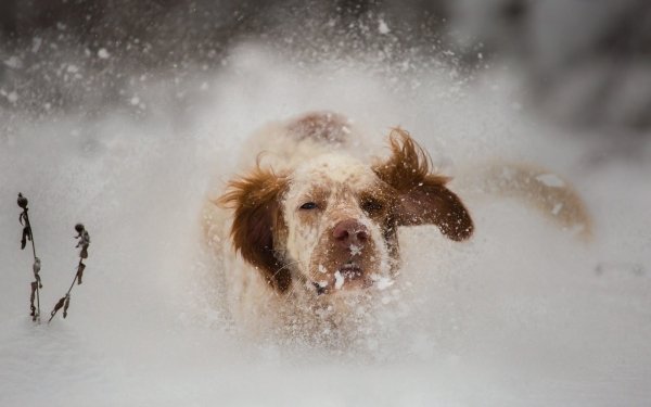 Animal Spaniel Dogs Dog HD Wallpaper | Background Image