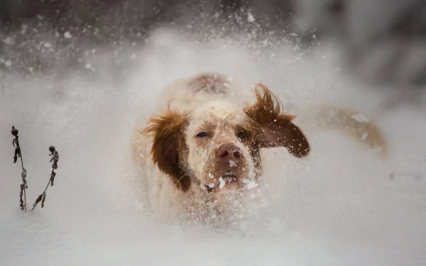 dog Animal spaniel HD Desktop Wallpaper | Background Image