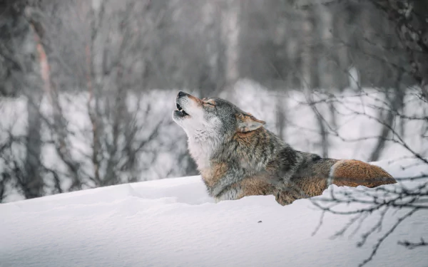 A wolf is howling in a snowy winter forest, captured in 4K Ultra HD as a striking PC desktop wallpaper and background.