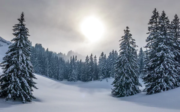 4K Ultra HD PC desktop wallpaper: sunlit winter nature scene of snow-covered fir trees in a forest beneath a pale sky.