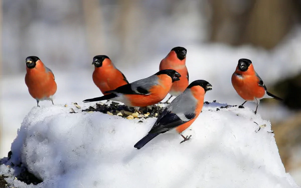 A group of vibrant bullfinch birds perched on snow in a winter setting, captured in high-definition as a PC desktop wallpaper and background.