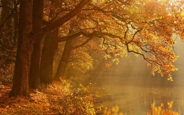 Nature Fall Tree HD Wallpaper | Background Image