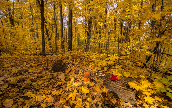 4K Ultra HD PC desktop wallpaper of a nature forest in fall: golden canopy, carpet of yellow leaves across the floor and a single red leaf resting on a fallen log.