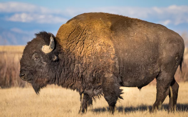 HD PC desktop wallpaper: animal — American bison standing in a grassy plain under blue sky, detailed brown fur and curved horns.