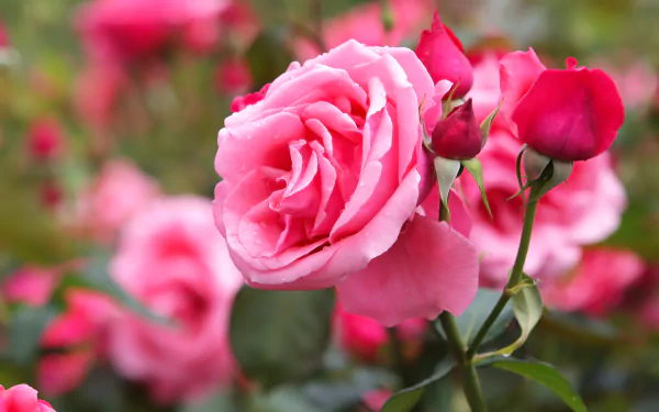 Close-up of a vibrant pink rose and buds in natural greenery, captured in stunning 4K Ultra HD for PC desktop wallpaper and background.