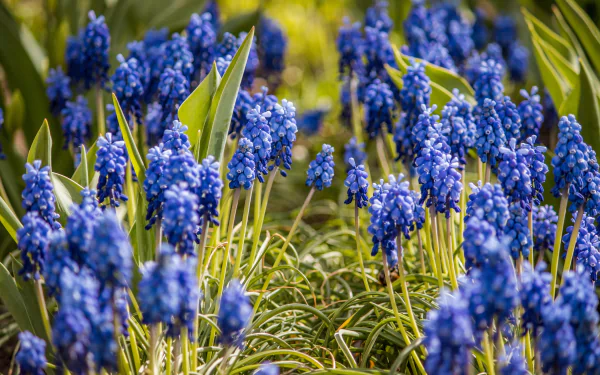 spring flower nature hyacinth HD Desktop Wallpaper | Background Image