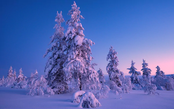 HD PC desktop wallpaper and background: snow-laden fir trees in a tranquil winter nature scene at dawn, pink-blue sky over pristine snow.