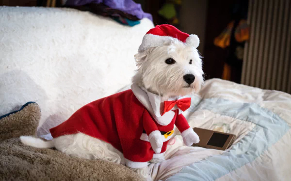 santa hat Christmas dog Animal west highland white terrier Christmas dog HD Desktop Wallpaper | Background Image