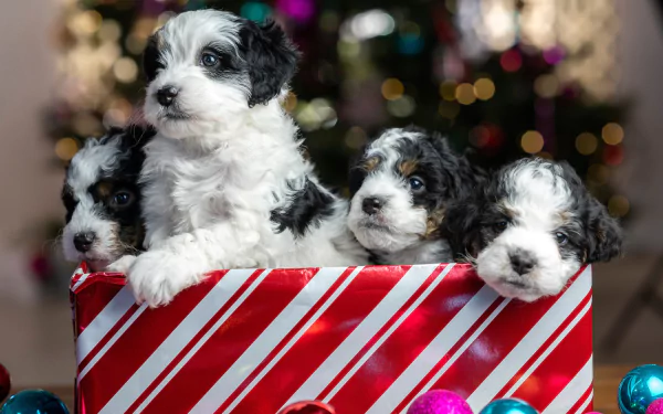  Four Cute Little Puppies in a Box Covered with Christmas Paper