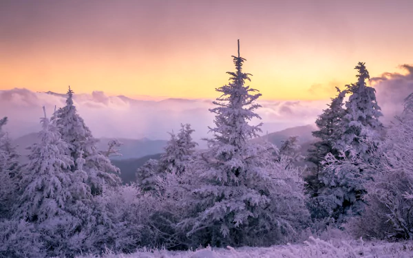 sunset spruce nature snow winter winter sunset HD Desktop Wallpaper | Background Image