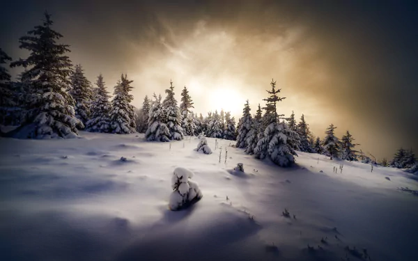 spruce nature snow winter HD Desktop Wallpaper | Background Image