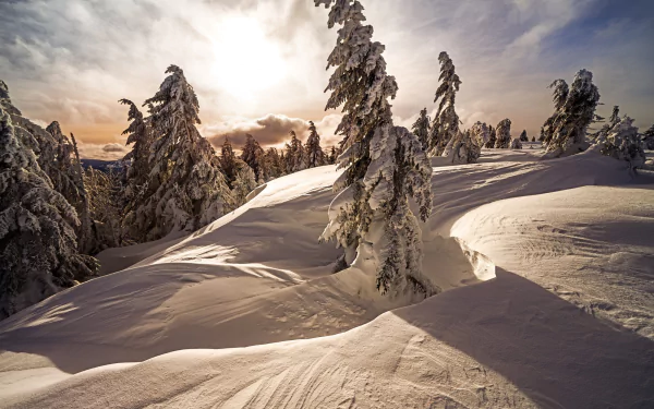 spruce nature snow winter HD Desktop Wallpaper | Background Image