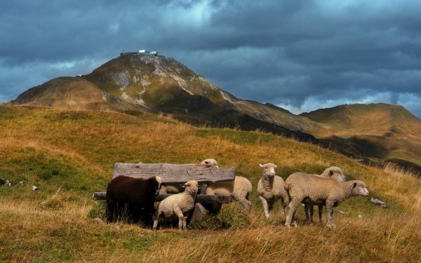 Animal Sheep Pasture Lamb HD Wallpaper | Background Image