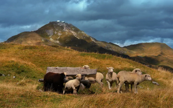 lamb pasture Animal sheep HD Desktop Wallpaper | Background Image