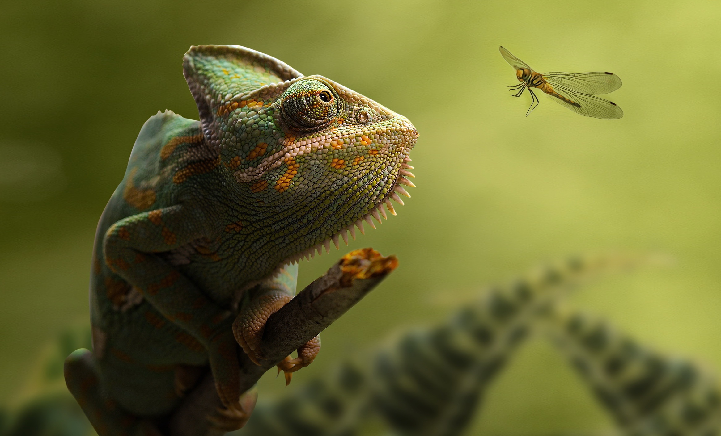 Download Lizard Animal Chameleon HD Wallpaper