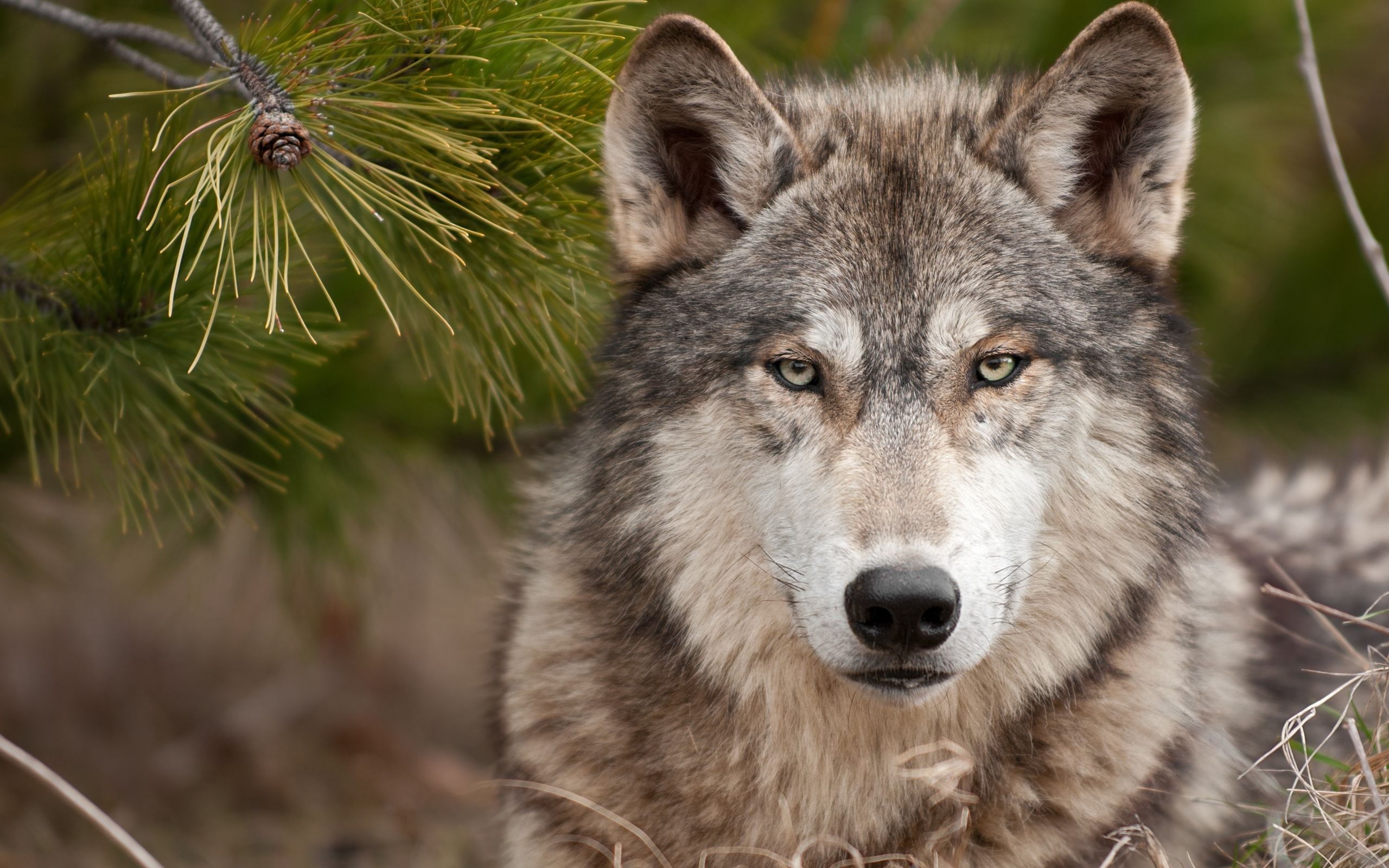 Majestic wolf with captivating gaze standing in a serene landscape.