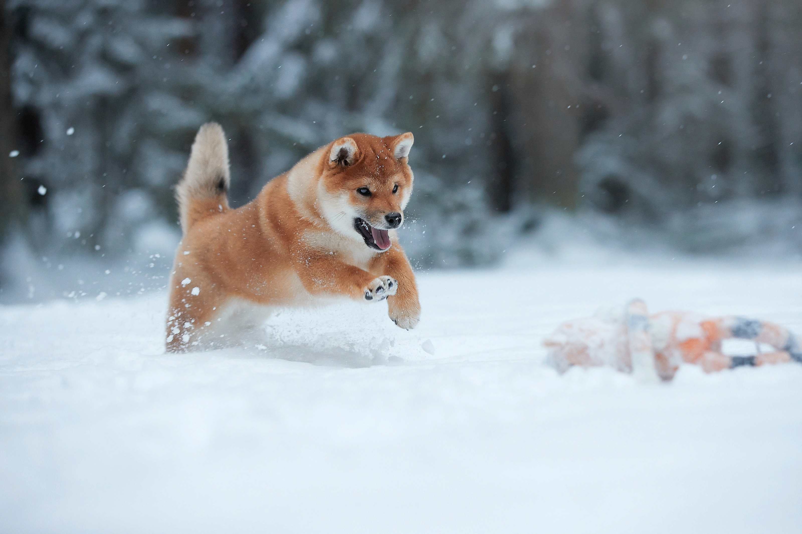 Animal Akita HD Wallpaper | Background Image