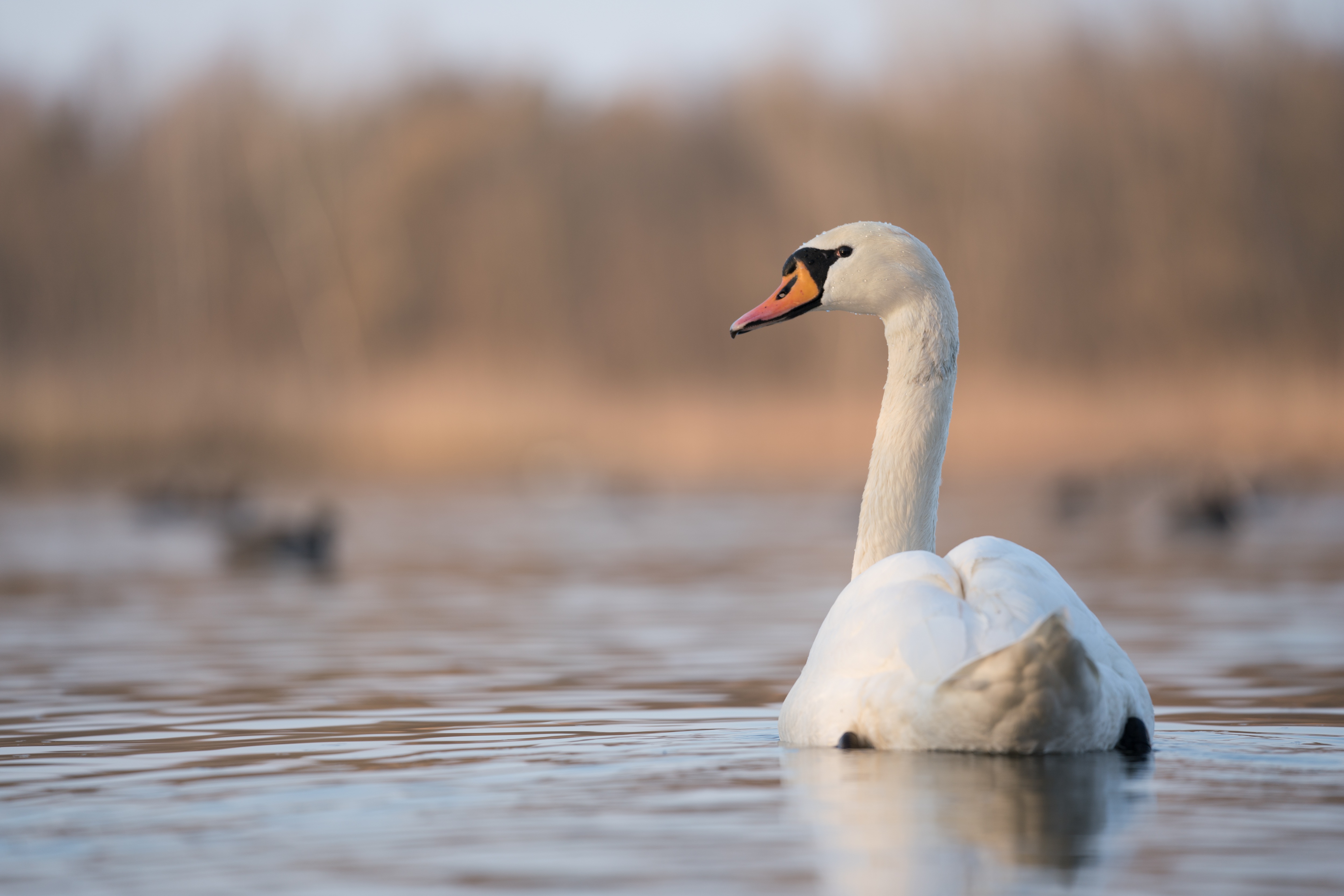 Mute Swan 4k Ultra HD Wallpaper | Background Image | 5000x3335