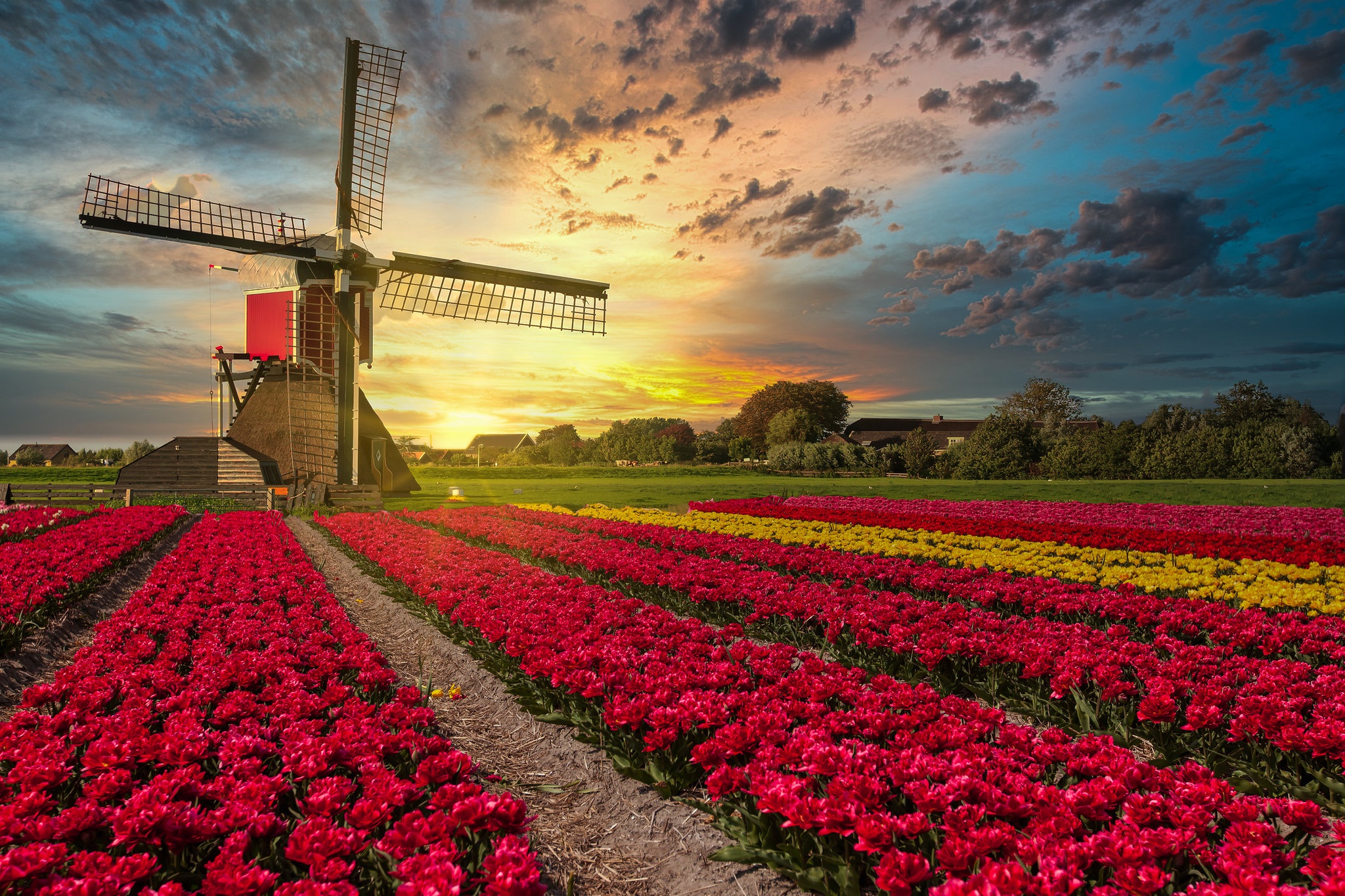 Download Netherlands Tulip Flower Field Man Made Windmill HD Wallpaper ...