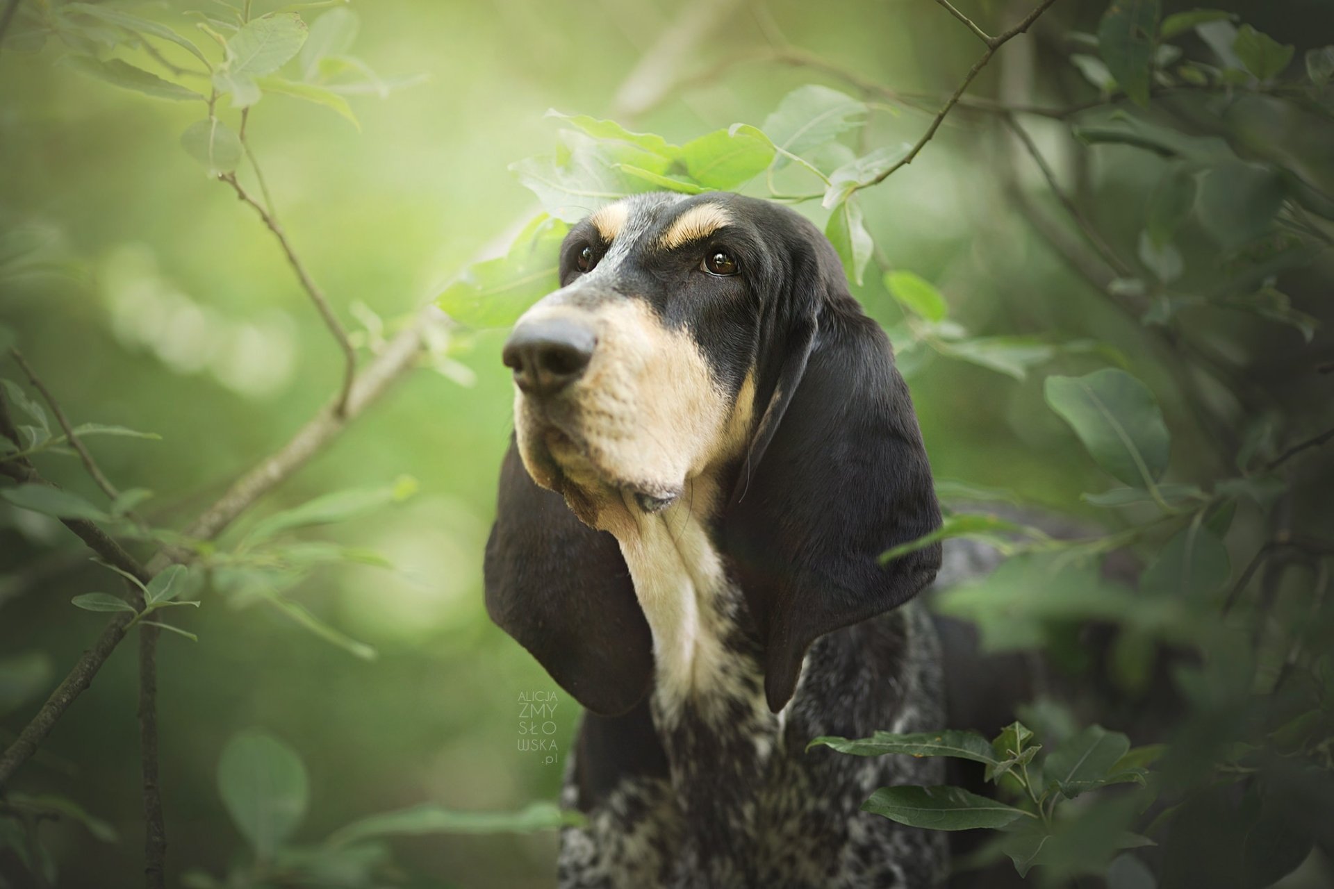 Download Dog Animal Basset Hound HD Wallpaper