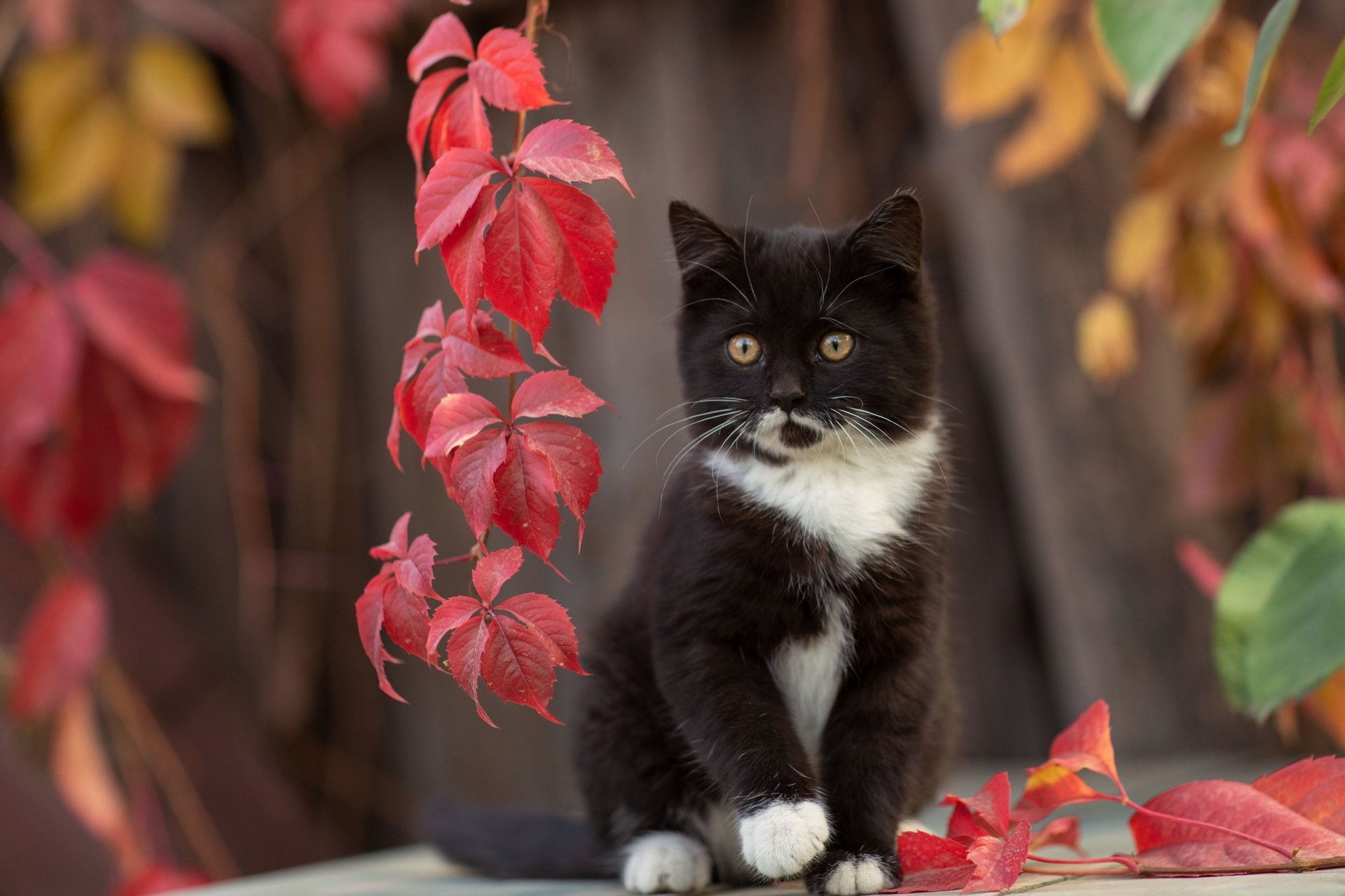 A black and white kitten with bright eyes sits amid vibrant red leaves, creating a striking HD PC desktop wallpaper of a baby cat in autumn.