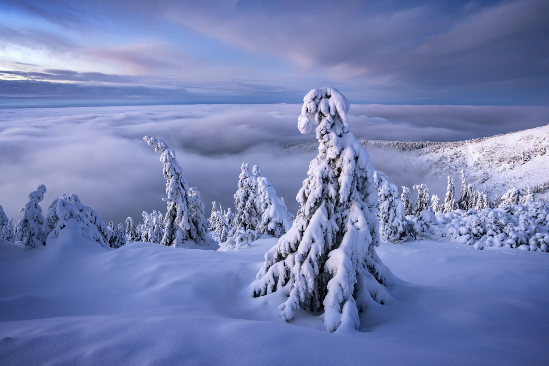Snow-covered trees stand on a winter landscape in the Czech Republic, with a cloudy sky and distant horizon creating a serene nature scene.