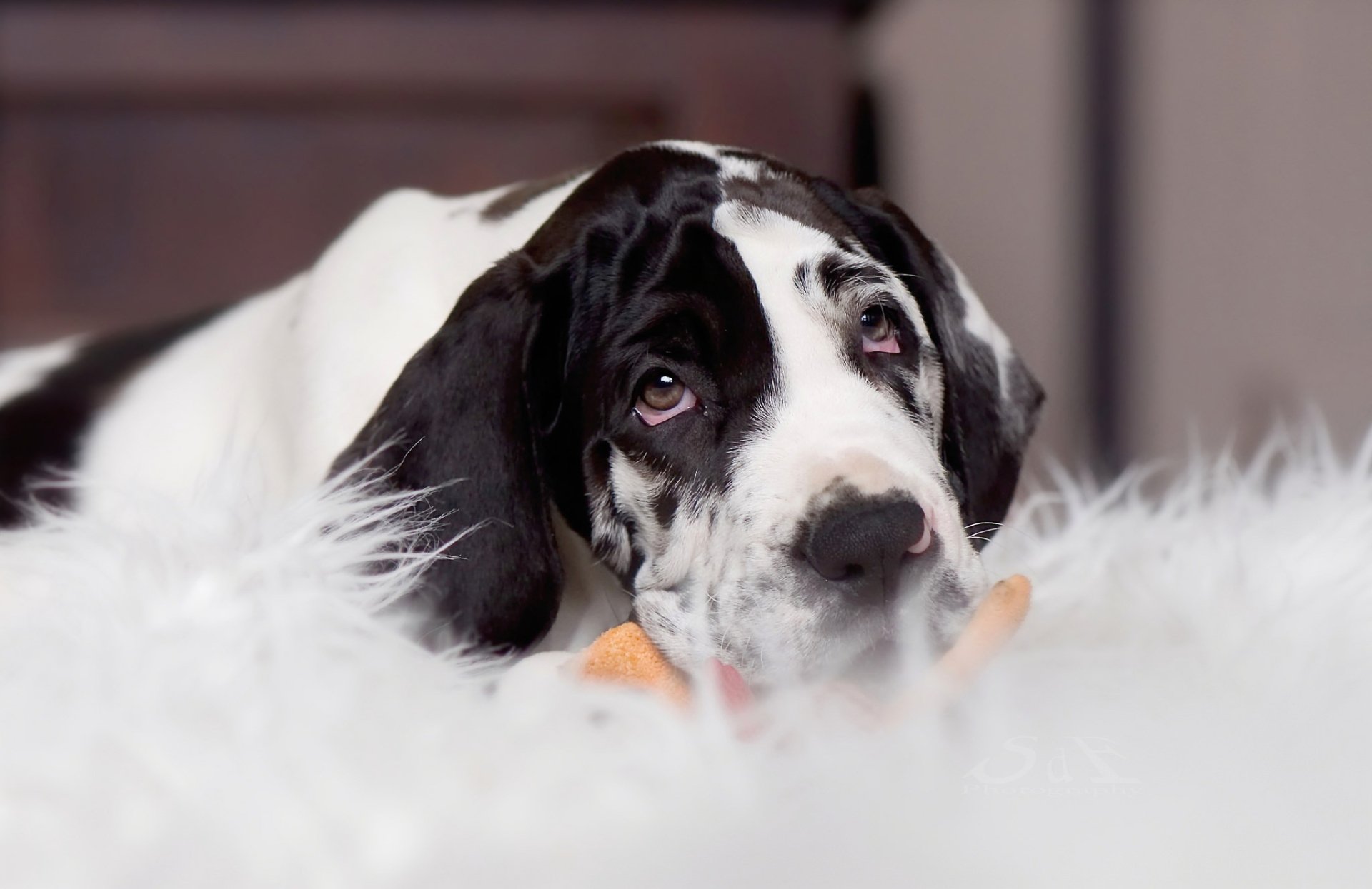 Download Dog Animal Great Dane HD Wallpaper