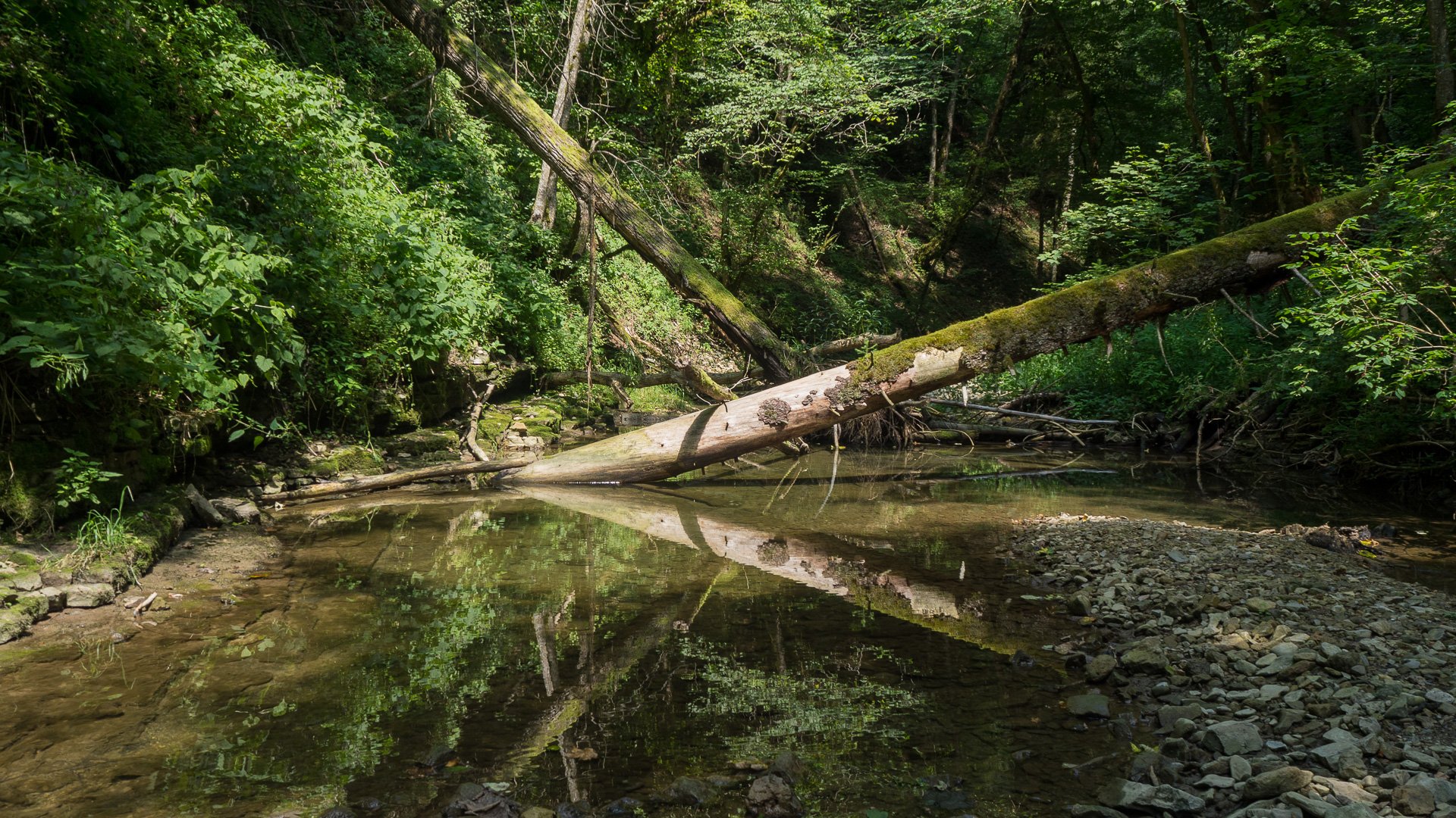 Fallen Trees by bsod