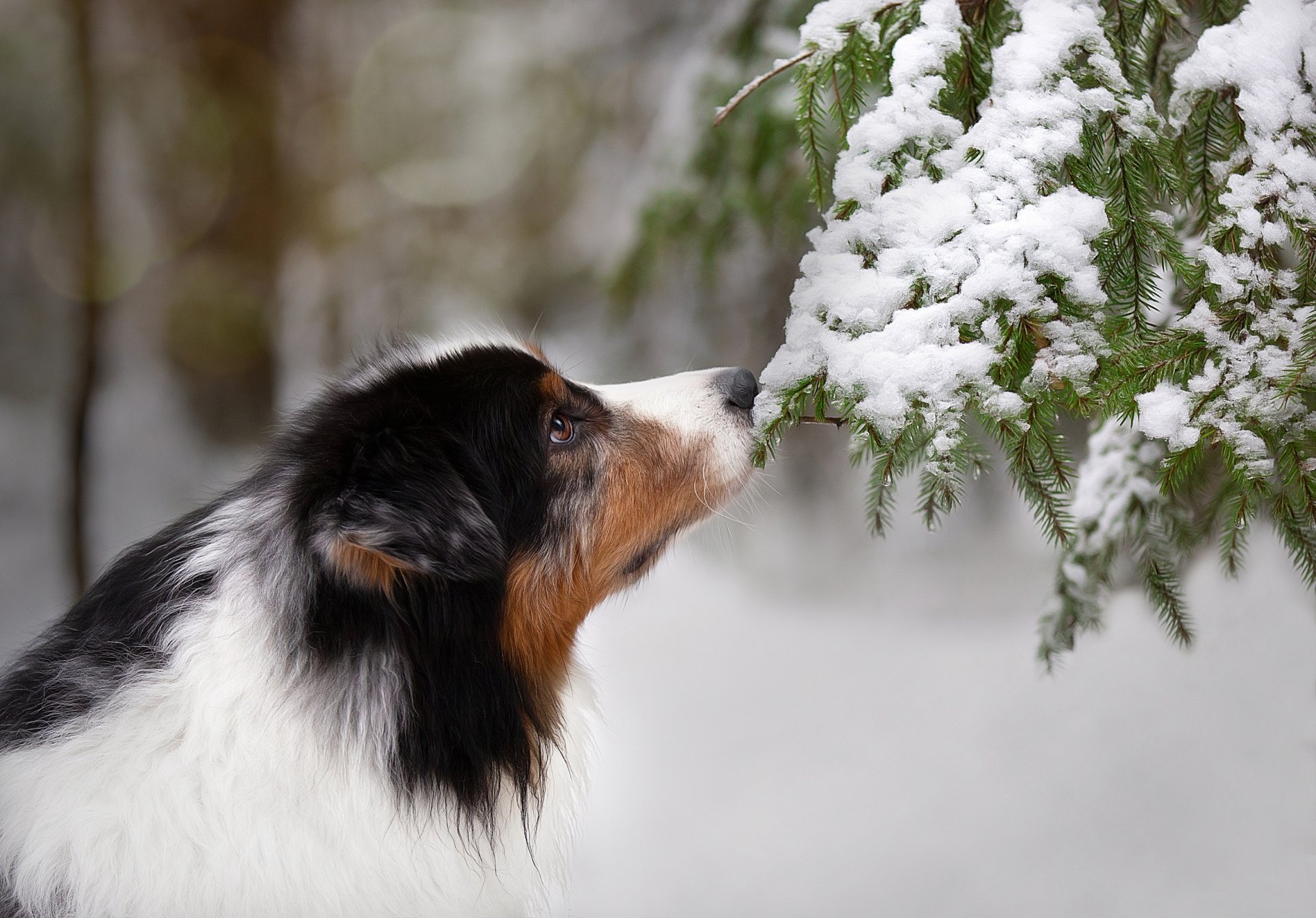 Download Snow Winter Animal Dog Winter Animals HD Wallpaper by Anna Oris