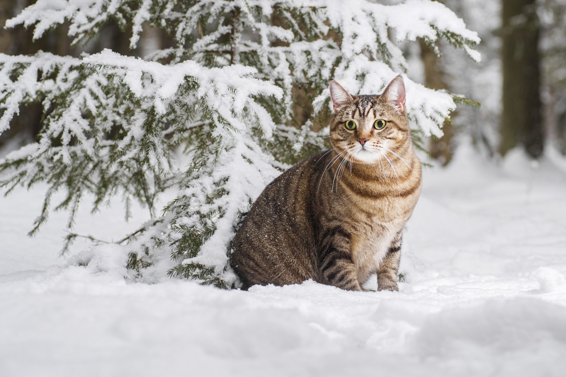 HD desktop wallpaper of a tabby cat sitting in the snow beneath snow-covered evergreen branches in a serene winter forest setting.
