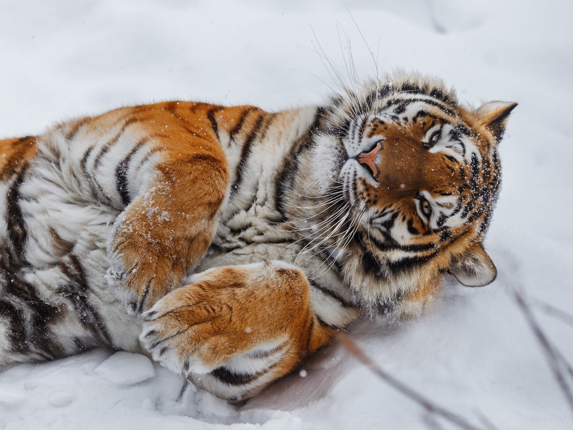 Download Snow Animal Tiger Winter Animals HD Wallpaper by Oleg Bogdanov