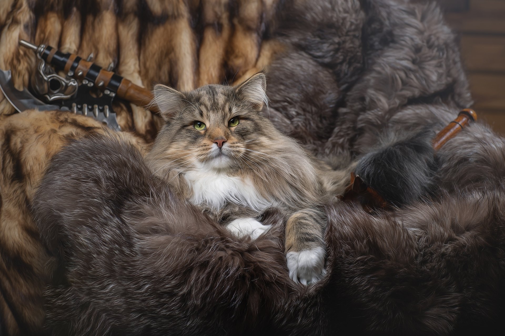 HD desktop wallpaper features a fluffy cat resting on a rich, fur-covered surface, blending natural animal textures with cozy, warm tones.