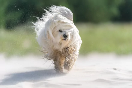  Havanese's Hair Blowing in the Wind