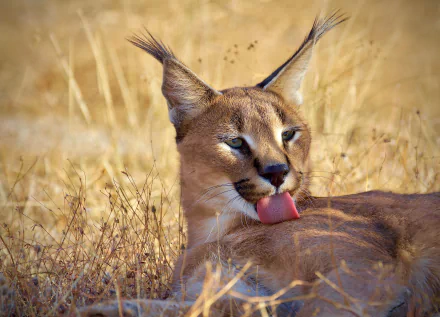 Animal caracal HD Desktop Wallpaper | Background Image