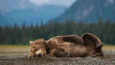 HD PC desktop wallpaper showing a bear lying on its side on a forest floor with mountains and trees blurred in the background.
