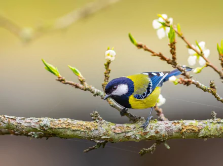 Close-up of a blue tit bird perched on a flowering branch, captured in vibrant detail as a 4K Ultra HD desktop wallpaper and background.