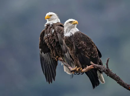 Two bald eagles perched on a branch, showcasing their sharp features and powerful presence against a blurred natural background in this HD bird of prey desktop wallpaper.