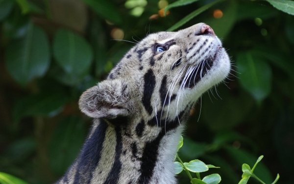 Animal Clouded Leopard Cats Leopard HD Wallpaper | Background Image