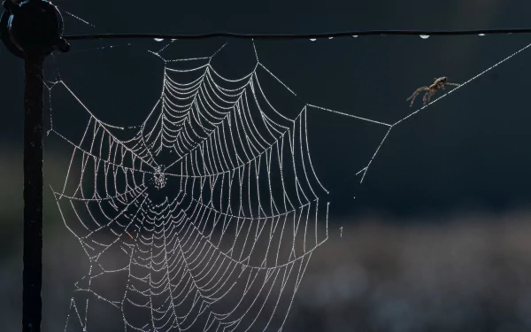 spider web spider Animal HD Desktop Wallpaper | Background Image
