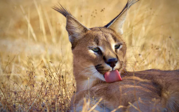 Animal caracal HD Desktop Wallpaper | Background Image