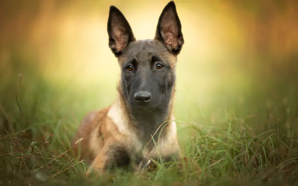 Malinois dog Animal belgian shepherd HD Desktop Wallpaper | Background Image