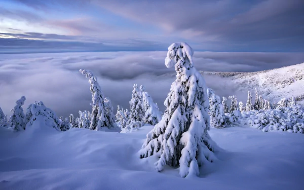 Snow-covered trees stand on a winter landscape in the Czech Republic, with a cloudy sky and distant horizon creating a serene nature scene.