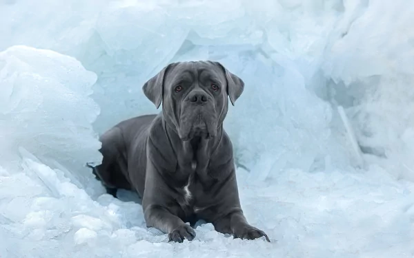 dog ice Animal Cane Corso HD Desktop Wallpaper | Background Image